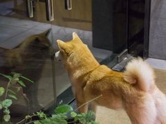 -柴务处·柴犬主题狗咖
