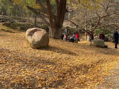 -千年银杏谷文化旅游区