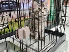 -猫爷宠物生活馆·撸猫馆