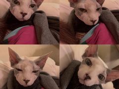 -猫色咖啡·猫咖