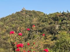 -贵州百里杜鹃风景名胜区