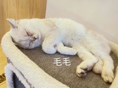 -猫腻·猫咖·撸猫馆(星光大道店)