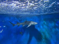 -太平洋海底世界