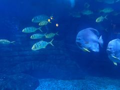 -烟台海昌鲸鲨海洋公园