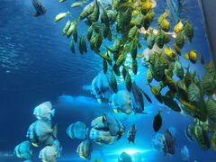 -太平洋海底世界