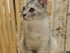 -楼上猫咖(罗湖店)
