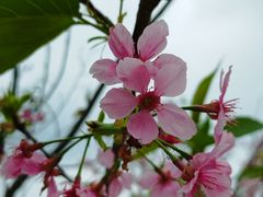 -中国科学院华南植物园
