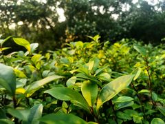 -火炉山森林公园