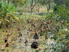 -溱湖国家湿地公园