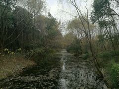 -昆山城市生态森林公园