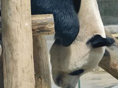 -栾川竹海野生动物园