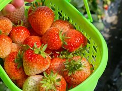 -尚田草莓姑娘白草莓采摘基地