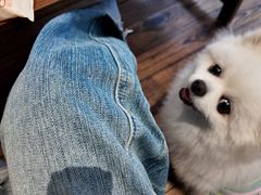 -翊宠yipet猫狗购宠庄园犬舍•猫舍