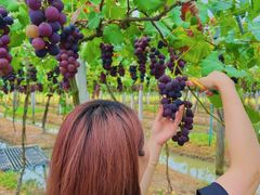 -马陆小张葡萄园农家乐