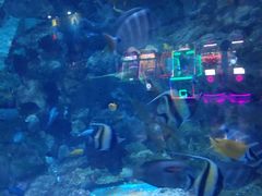 -烟台海昌鲸鲨海洋公园