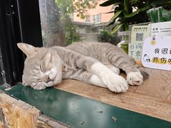 -周大娘牛乳(旧寨古村总店)