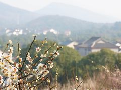 -香雪海