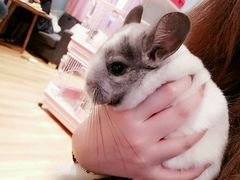 -藦茜花园宠物主题亲子互动体验馆(国顺东路店)