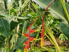 -中国科学院西双版纳热带植物园
