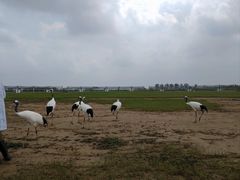 -盐城丹顶鹤湿地生态旅游区