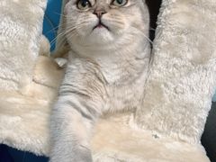-中农大我爱我爱动物医院·核磁CT·猫病·24小时夜诊中心(石佛营店)