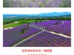 -紫云台香草园