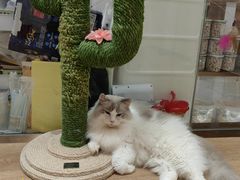 -1013 PET SHOP精品宠物商店(丁香店)