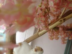 -喵屿·大理花园猫咖