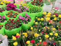 -双季花艺园艺市场(浦东店)