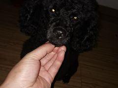 -安安宠物医院(情缘分院)