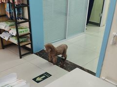 -全心全意连锁动物医院·微创中心·内科急重症·心脏专科(丰管路店)