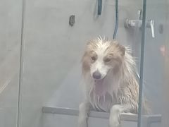 -宠福鑫康馨动物医院·骨科·眼科