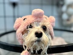 -爱派特动物医院·全科诊疗中心