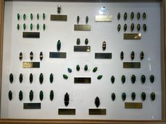 -上海昆虫博物馆