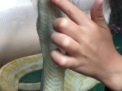 -上海大自然野生昆虫馆(东方明珠·爬宠昆虫探索中心)