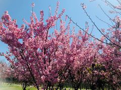 -福建鲤鱼洲酒店