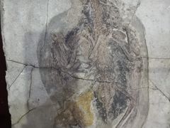 -中国西峡恐龙遗迹园