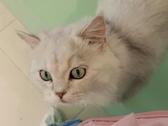 -怪兽屋·羊驼·猫咖·狗咖(俊华广场店)