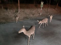 -清迈夜间动物园