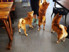 -柴源莊·柴小宠柴犬咖啡