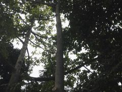 -广西壮族自治区药用植物园
