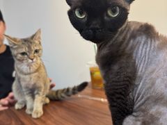 -楼上猫咖(罗湖店)