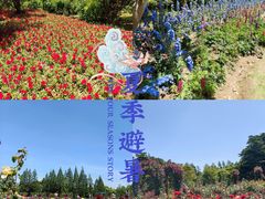 -上海滨江森林公园