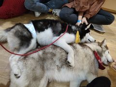 -Husky Go! 哈士奇体验馆·宠物咖啡厅狗咖