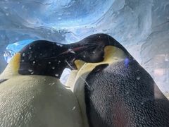 -海合安成都极地海洋公园