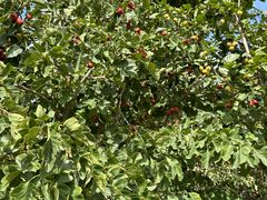 -大兴滨河森林公园