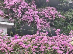 -深圳仙湖植物园