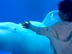 -海合安成都极地海洋公园