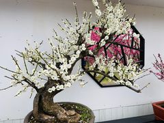 -香雪海