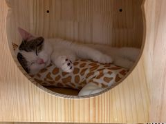 -伟伟宠物医院·CT影像中心·瑞派犬猫综合性门诊(汉口总院)